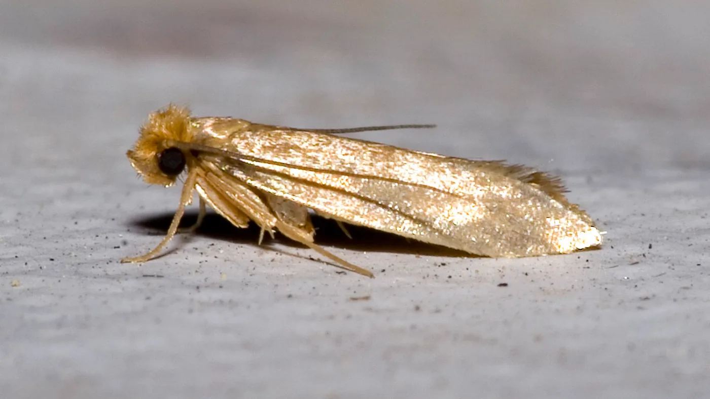Teigne des vêtements (Tineola bisselliella). Photo Olaf Leillinger, CC BY-SA 2.5, via Wikimedia Commons