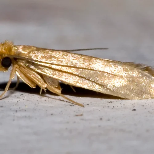 Teigne des vêtements (Tineola bisselliella). Photo Olaf Leillinger, CC BY-SA 2.5, via Wikimedia Commons